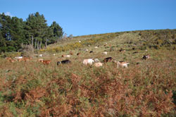 O monte e seus recursos
